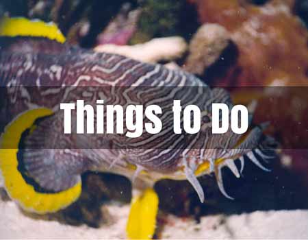 Things to Do Cozumel