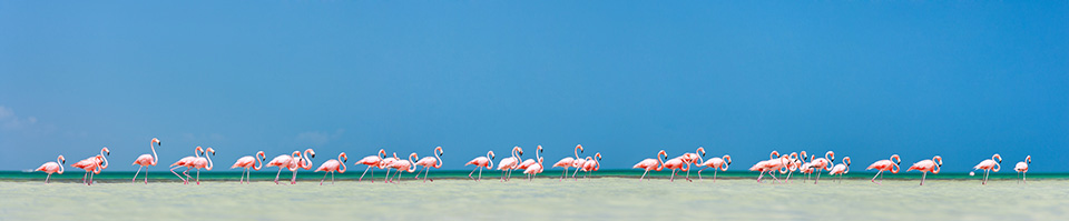 Pink Flamingos Holbox Mexico