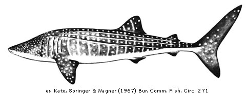 Whale Shark Biology