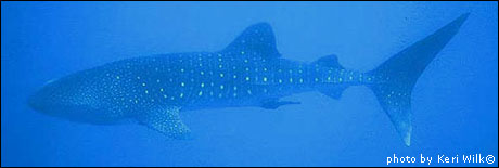 Whale Shark Coloration