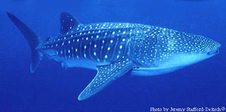 Whale Shark Isla Holbox Mexico