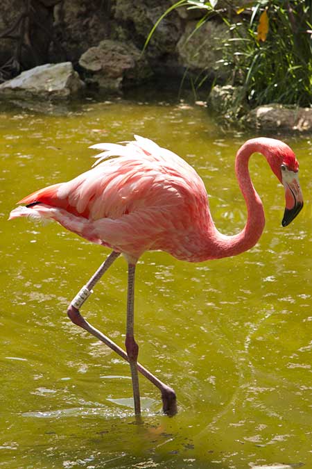 Xcaret Pink Flamingo