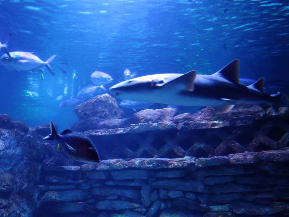L'Aquarium Playa del Carmen new for 2017